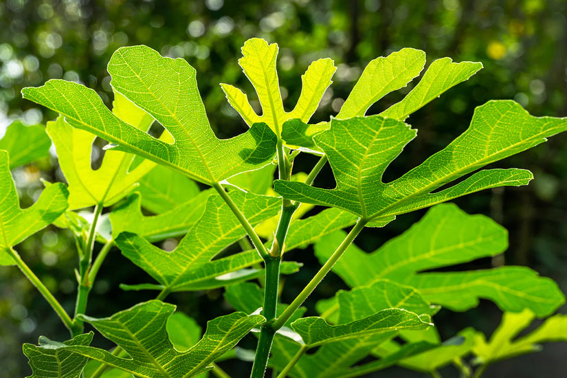 Bio-Zwergfeige - Ficus carica 'Little Miss Figgy'