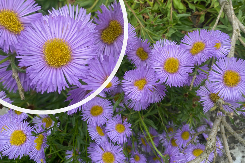 Berufskraut - Erigeron glaucus 'Sea Breeze'