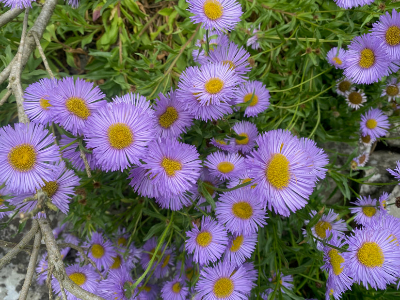 Berufskraut - Erigeron glaucus 'Sea Breeze'