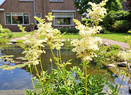 Spirea - Filipendula vulgaris