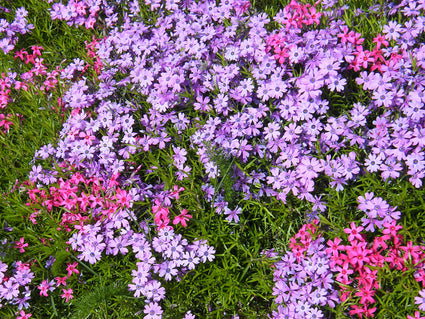 Kriechender Phlox (Rosa, 15 cm)