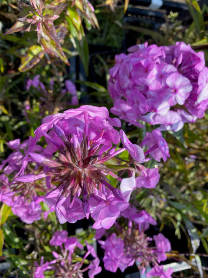 Phlox - Phlox maculata 'Alpha'