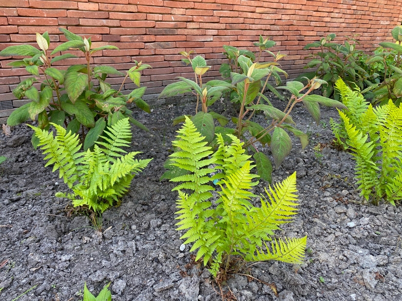 Bio-Männchenfarn - Dryopteris filix-mas