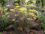 Fenchel - Foeniculum vulgare 'Purpureum'