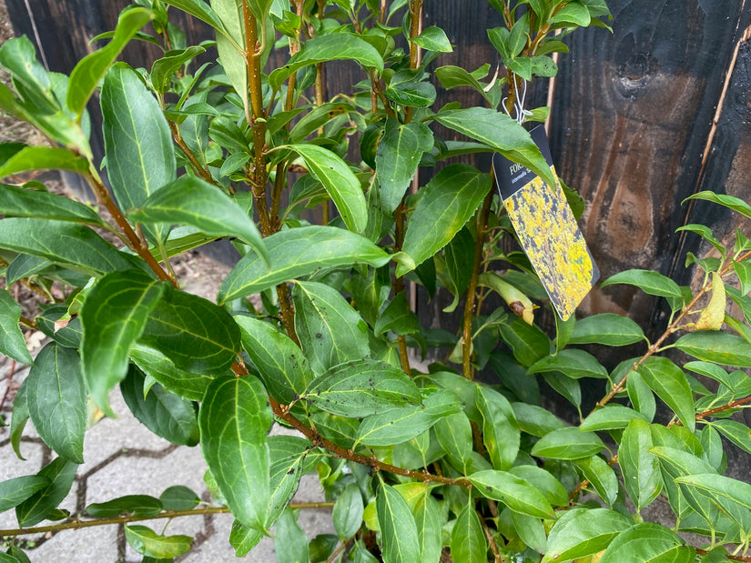 Forsythia in pot c7.5 60-80 cm in blad n de zomer