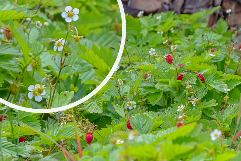 Walderdbeere - Fragaria vesca
