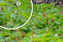 Walderdbeere - Fragaria vesca