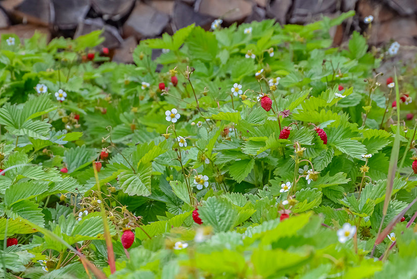 Walderdbeere - Fragaria vesca