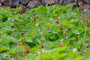 Walderdbeere - Fragaria vesca