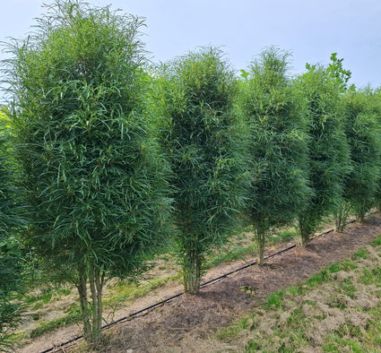 frangula alnus fine line in blad (zomer)