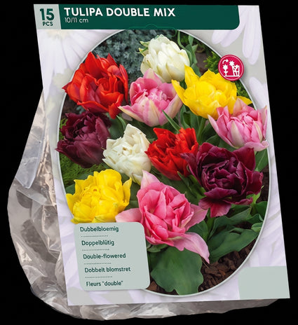 Wilde Schachbrettblumen Zwiebeln Rot und Weiß 60 Stück - Fritillaria meleagris