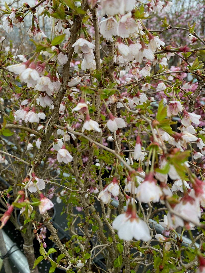 Fuji-Kirsche - Prunus incisa 'Kojou-no-mai'