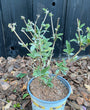 Schmetterlingsstrauch (rosa) - Buddleja davidii 'Pink Delight'