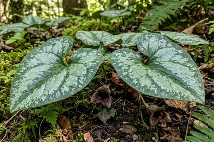 Bunte Mansoor - Asarum splendens