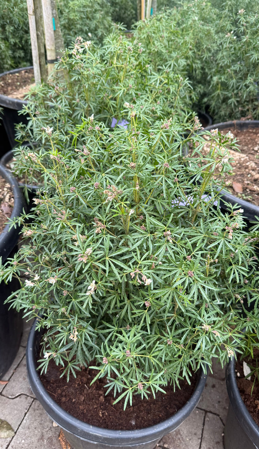 Choisya - Choisya ternata 'White Dazzler'