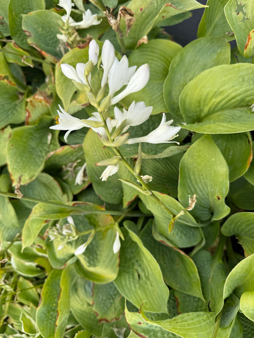 Herzlilie - Hosta sieboldiana 'Elegans'