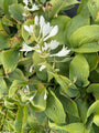 Herzlilie - Hosta sieboldiana 'Elegans'