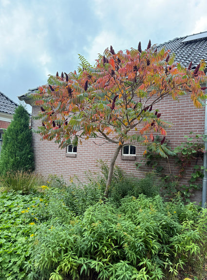 Essigbaum - Rhus typhina