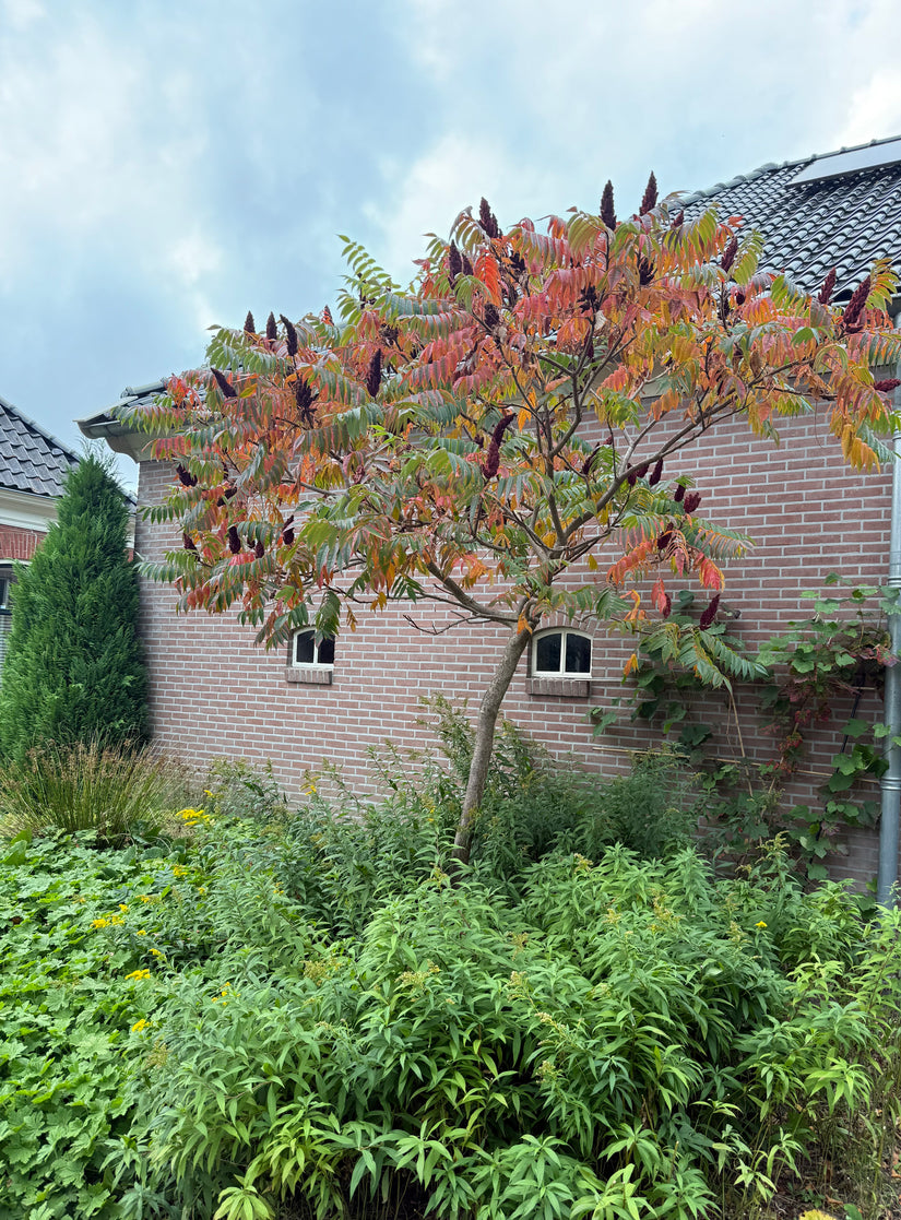 Essigbaum - Rhus typhina