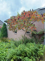 Essigbaum - Rhus typhina