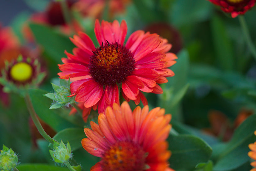 Kokardenblume - Gaillardia 'Burgunder'