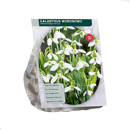 Schneeglöckchen Galanthus Woronowii - 75 Blumenzwiebeln