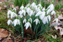 Schneeglöckchen Galanthus Woronowii - 75 Blumenzwiebeln