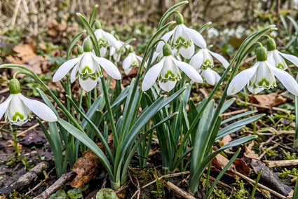 Schneeglöckchen Blumenzwiebeln 30 Stück (Langblühende Sorte) - Galanthus nivalis Flore Pleno