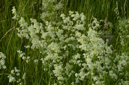 Glattes Labkraut - Galium mollugo 'Meddo'