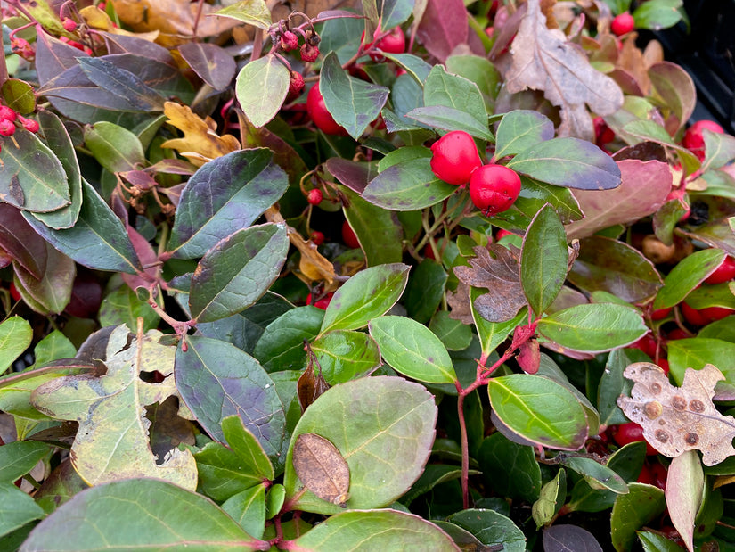 Liegender Bergtee, Gaultheria procumbens gemahlene Pflanze mit Beere