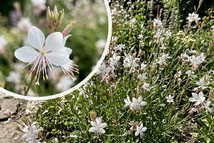 Wunderschöne Kerze - Gaura lindheimeri 'Whirling Butterflies'