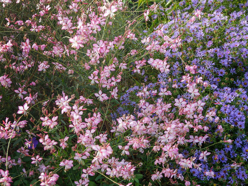Wunderschöne Kerze – Gaura „Rosy Jane“