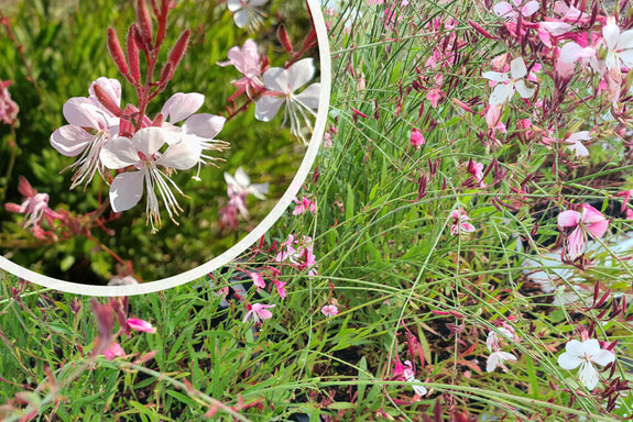Wunderschöne Kerze - Gaura lindheimeri 'Siskiyou Pink'