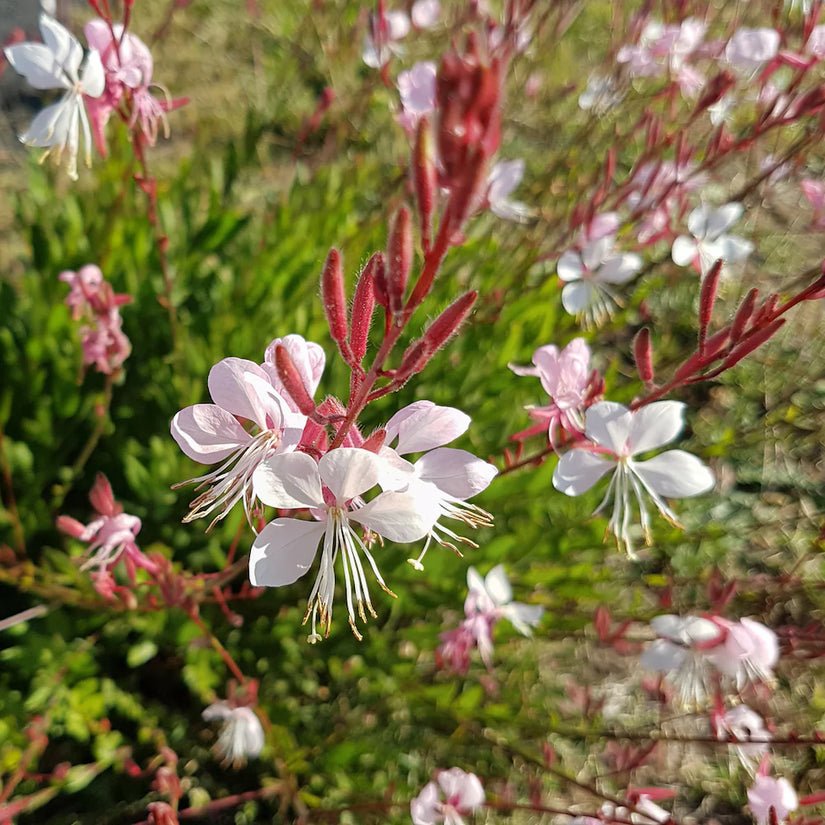 Beetpaket Mohammed - Natürlicher, sonniger Garten