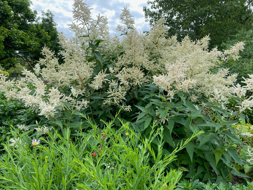 Ziegenbart - Aruncus dioicus