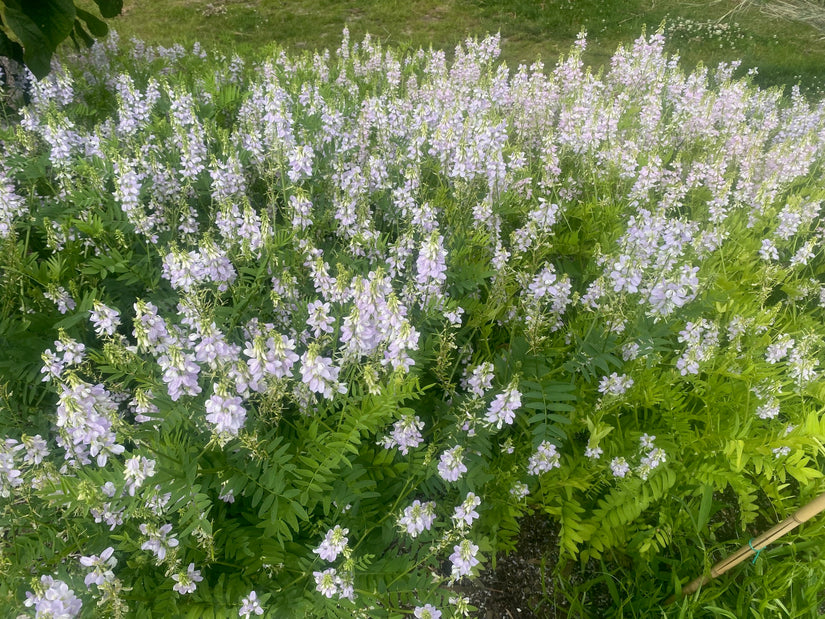 Ziegenraute - Galega officinalis