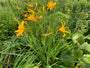 Gelbe Taglilie - Hemerocallis lilioasphodelus