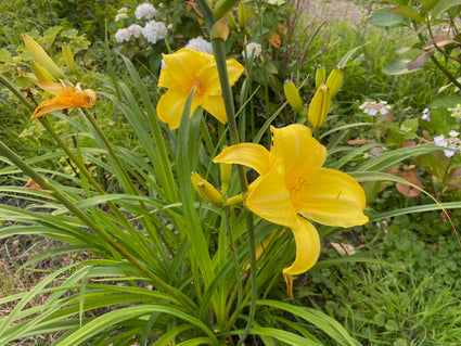 Gelbe Taglilie - Hemerocallis lilioasphodelus