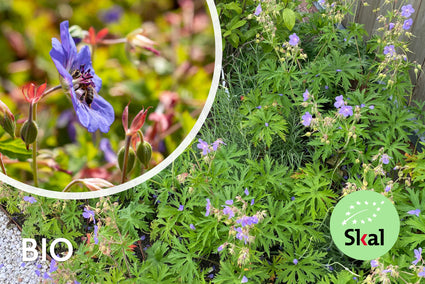 Bio Wiesen-Storchschnabel (Lila/Blau 70 cm) - Geranium Pratense