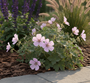 Storchschnabel - Geranium cinereum 'Ballerina'
