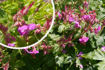 Bio-Storchschnabel - Geranium macr. „Bevans Vielfalt“