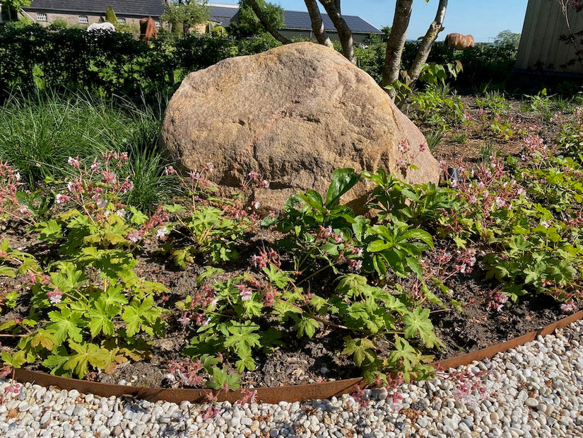 Storchschnabel - Geranium Macrorrhizum 'Spessart'