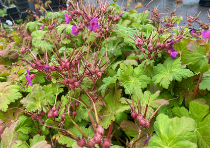 Bio-Storchschnabel - Geranium Macrorrhizum