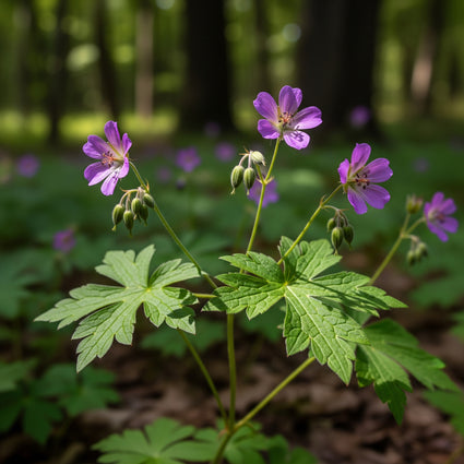 Geknoteter Storchschnabel - Geranium nodosum