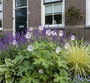ai sfeerbeeld geranium renardii met hosta, zegge en salie