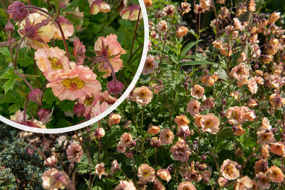 Sonnenhut Rosa / Orange (Höhe 50 cm) - Geum 'Mai Tai'