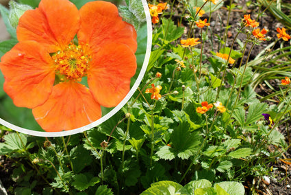 Nagelhaut Orange (Höhe 40 cm) - Geum coccineum 'Borisii'