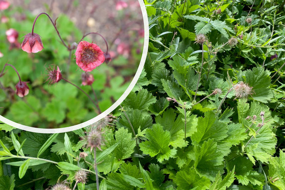 Nickende Nagelhaut Lila/Rosa (Höhe 40 cm) – Geum rivale