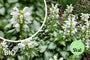 Gefleckte Taubnessel - Lamium maculatum 'Album'