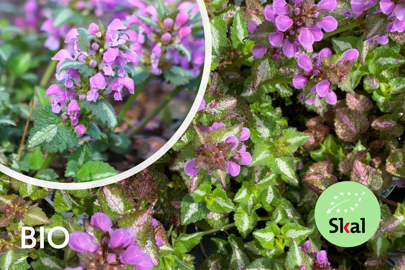 Gefleckte Taubnessel (Rosa) - Lamium maculatum 'Roseum'